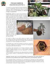 Ficus carica Bonsai.pdf - página 4/7